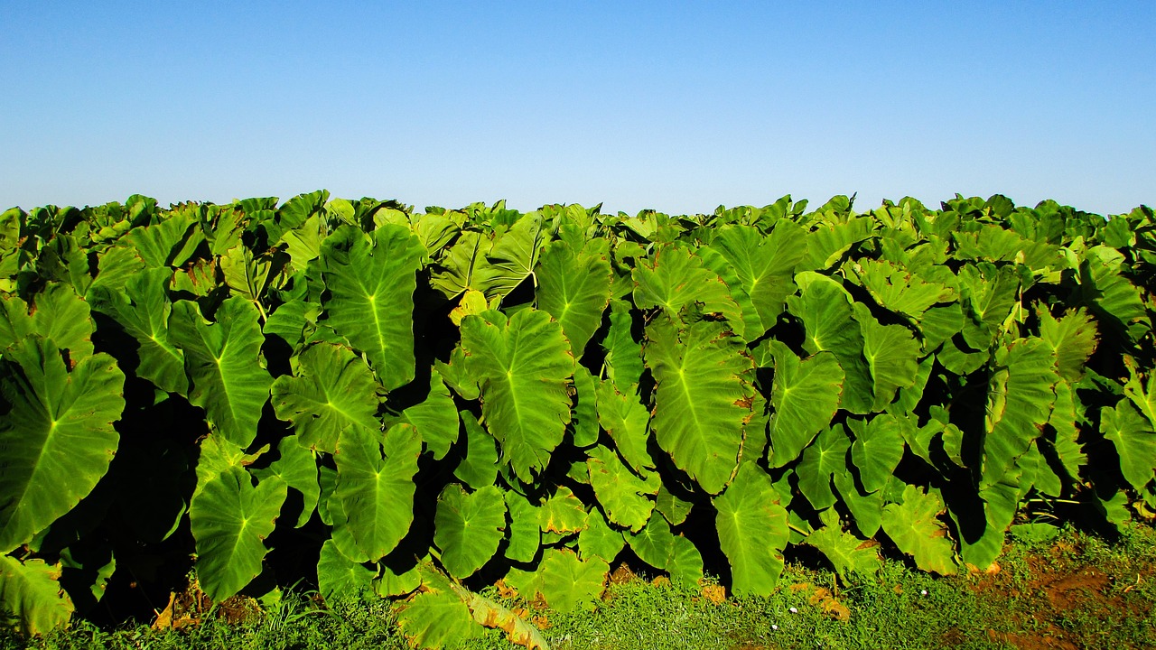 伝統野菜の世界